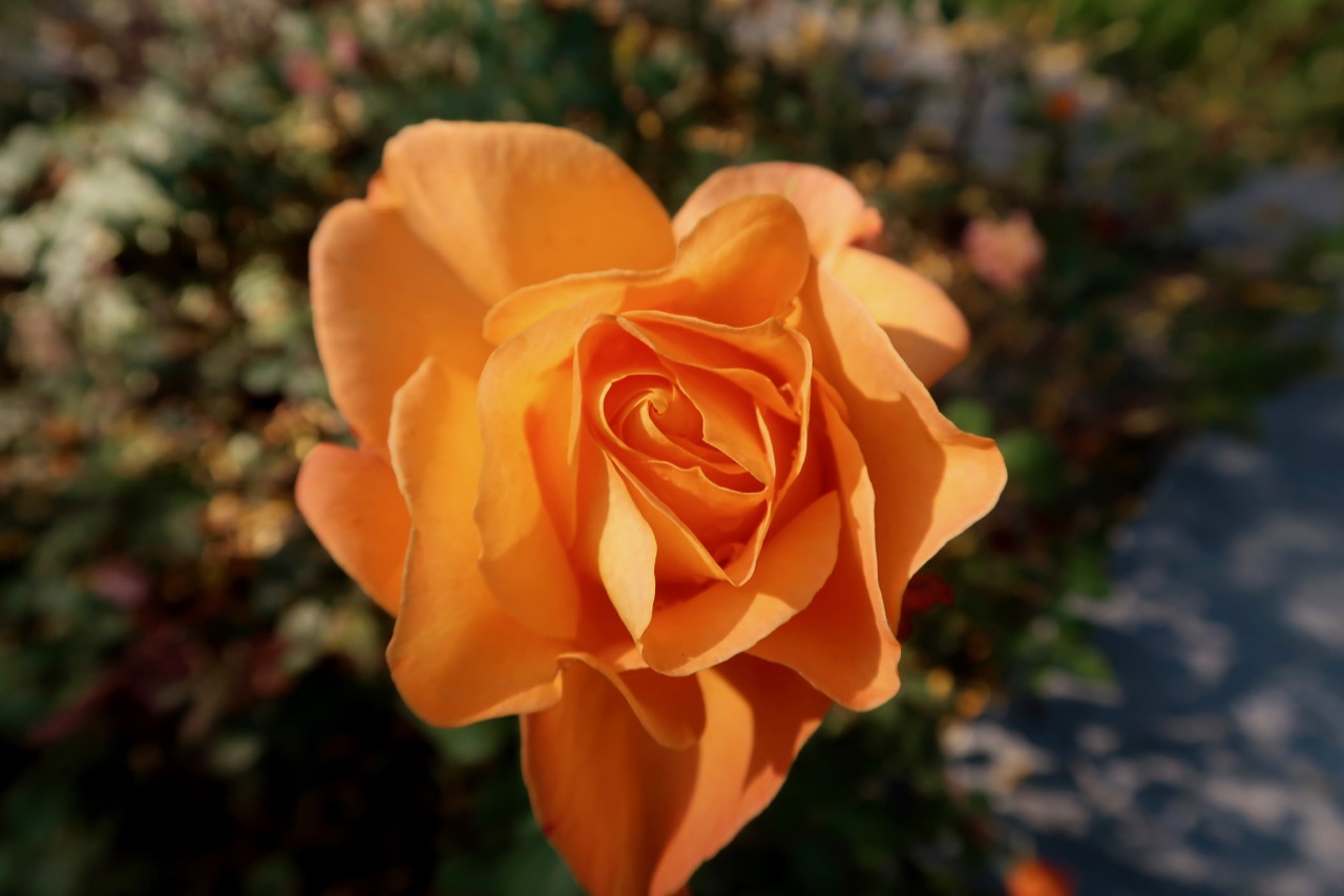 roses rosor Rosenträdgård